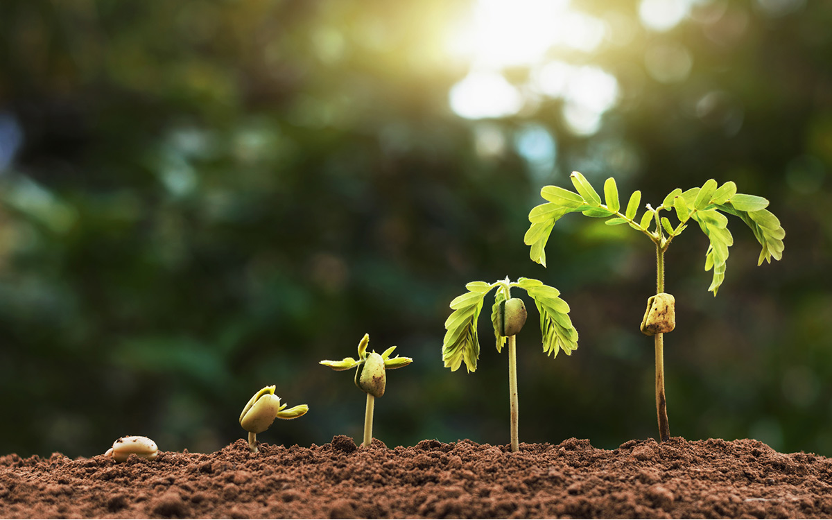Seed to plant stages representing the growth of a medical practice.